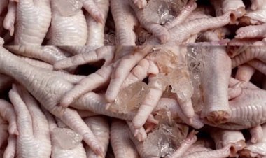 Executivo quer descobrir se derivados de frango proibidos são nacionais ou importados